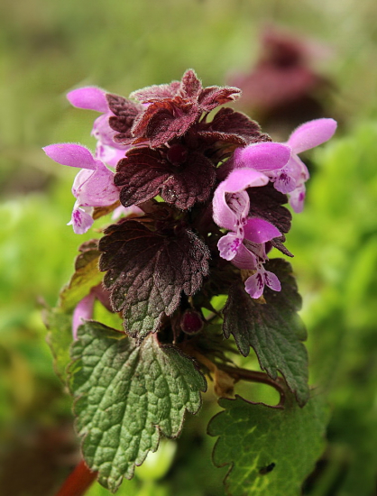 hluchavka purpurová