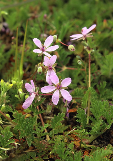 bociannik rozpukovitý Erodium cicutarium (L.) L'Hér.
