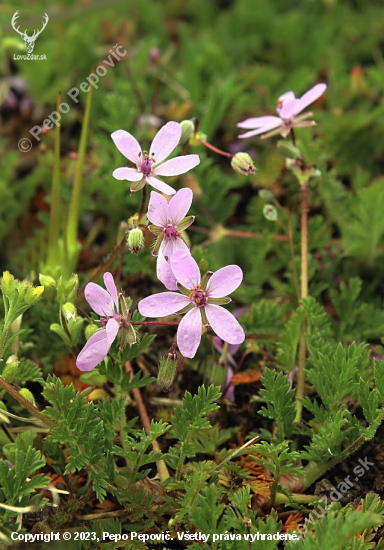 bociannik rozpukovitý Erodium cicutarium (L.) L'Hér.