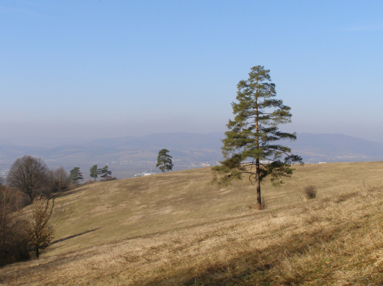 pri štíhlej borovici