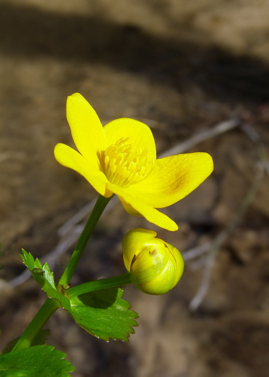 záružlie močiarne