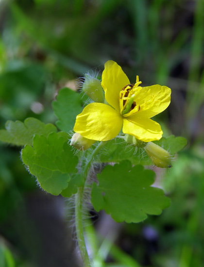 lastovičník väčší