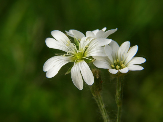 hviezdica veľkokvetá