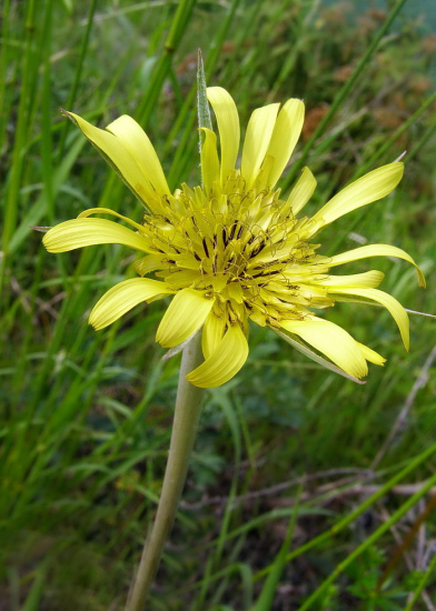 kozobrada kyjačikovitá