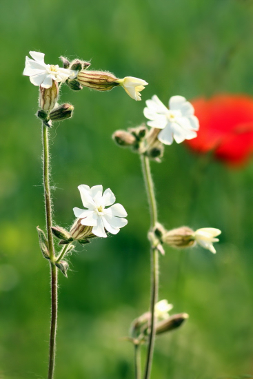 silenka biela pravá