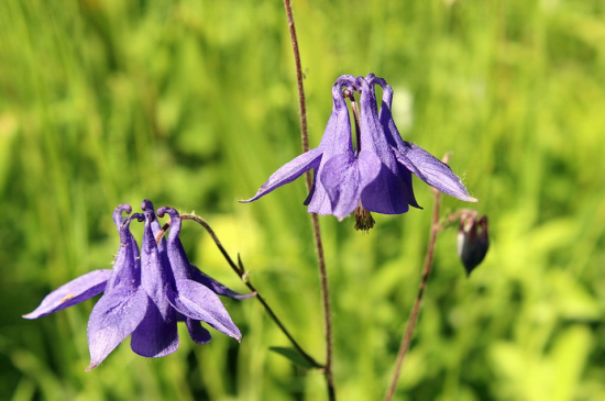 orlíček obyčajný