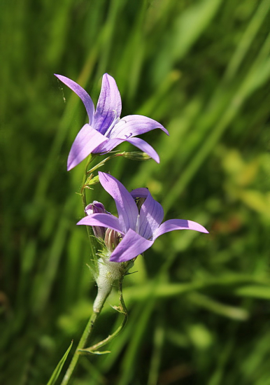 zvonček konáristý