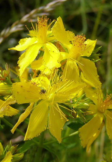 ľubovník bodkovaný-trezalka