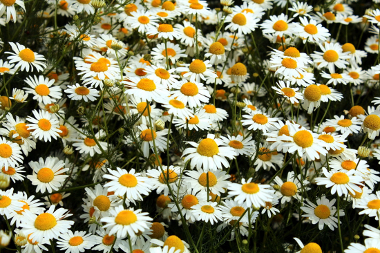 harmanček pravý Matricaria recutita L.