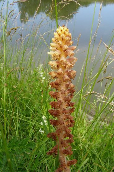 záraza alsaská   /Orobanche alsatica /