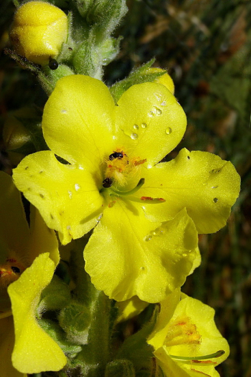 divozel veľkokvetý