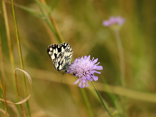 očkáň timotejkový