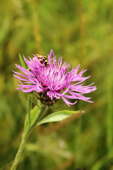 nevädzovec lúčný