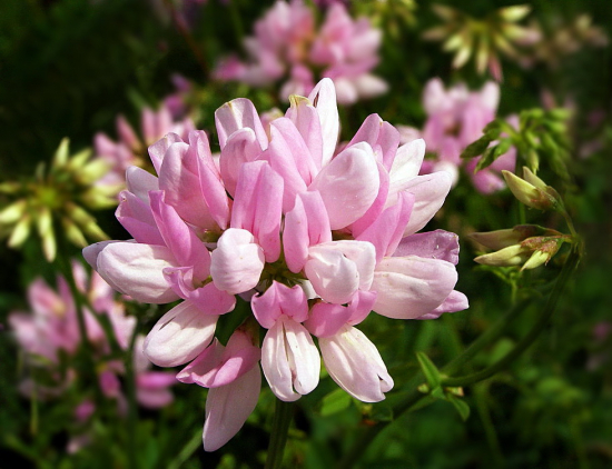 ranostajovec pestrý,, Securigera varia (L.) Lassen