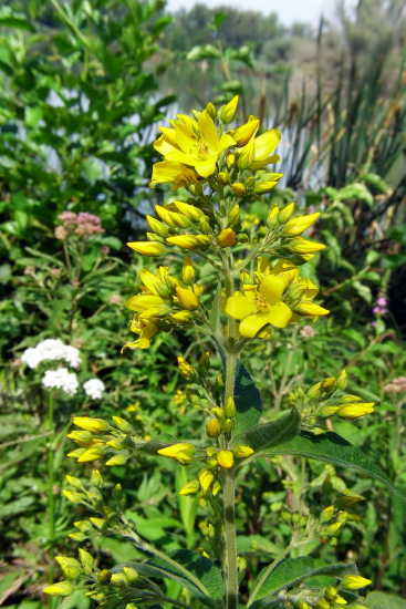 čerkáč obyčajný