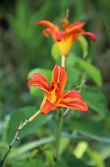 ľaliovka červenkastá