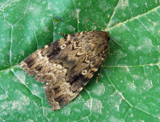 blyšťavka orgovánová