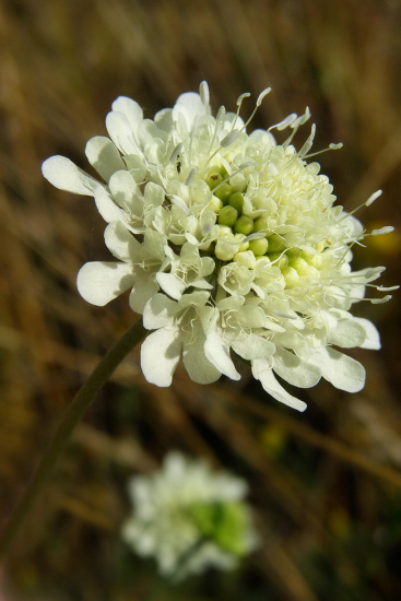 chrastavec roľný-biele prevedenie