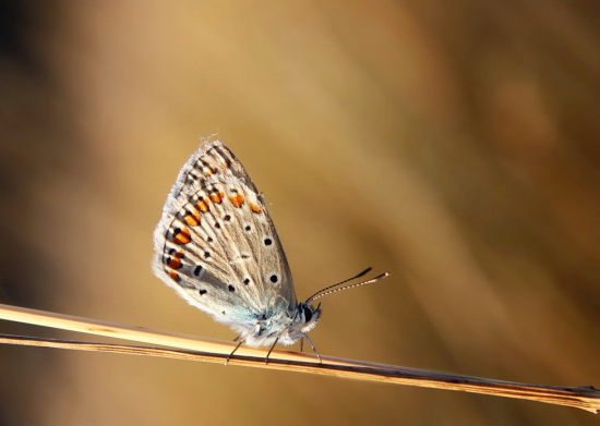 modráčik obyčajný