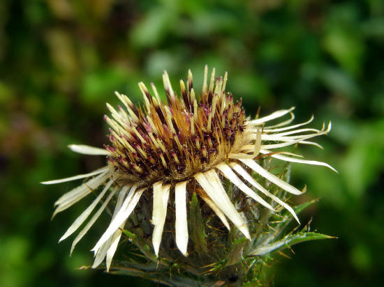 krasovlas obyčajný