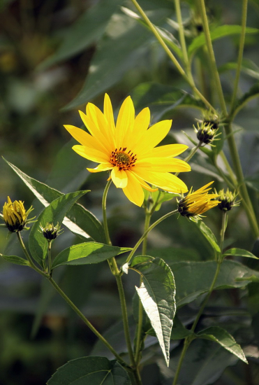 Slnečnica hľuznatá