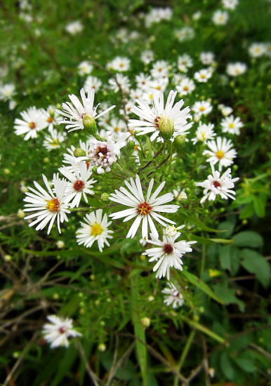 astra kopijovitolistá