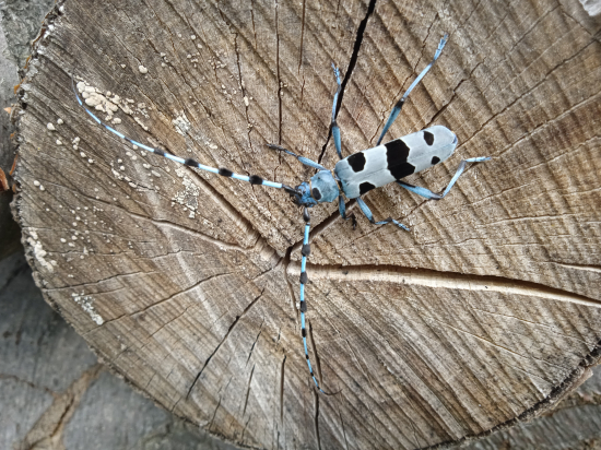 dnešný Fúzač alpský...