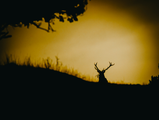 príchod na rujovisko