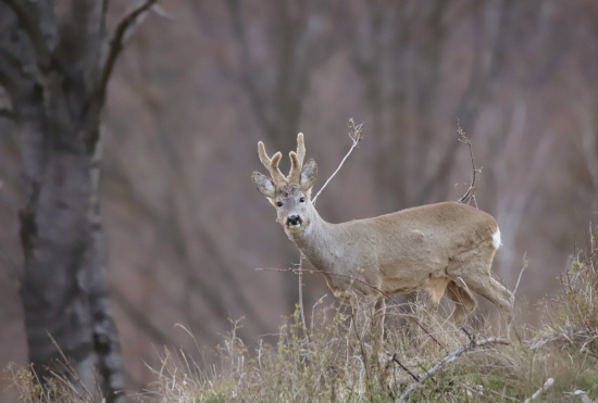 Večerne  stretnutie
