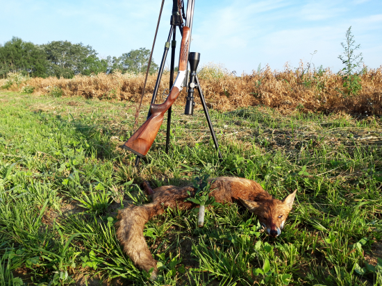 lišiak brokom strelený