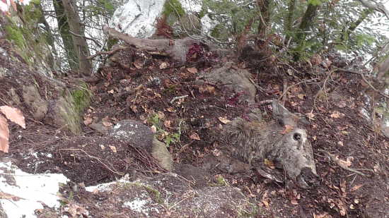 Po vlčích stopách...