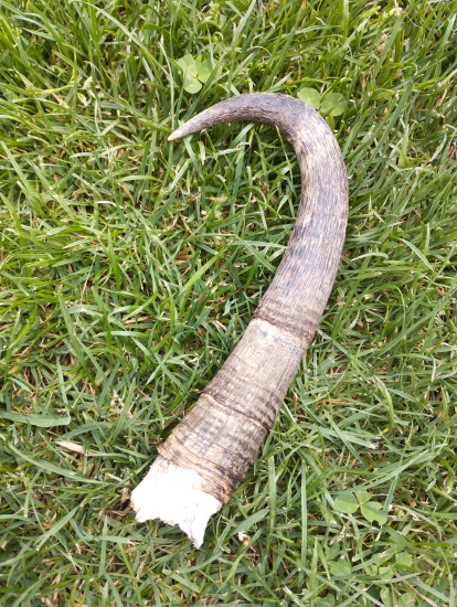 SKOROZHOD