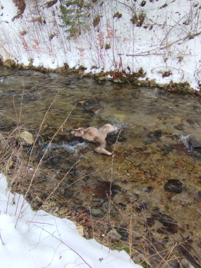 Predvianočná vlčia hostina