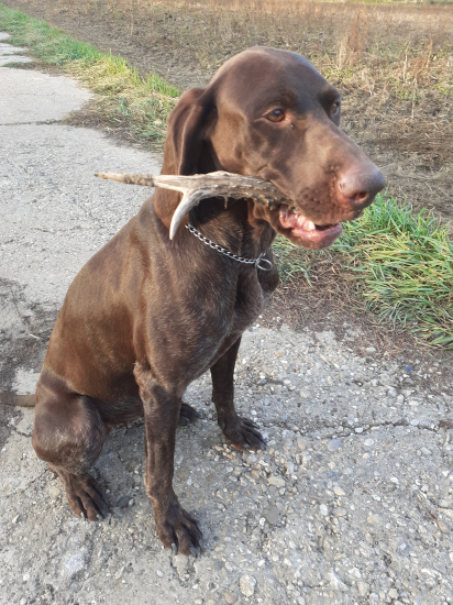 Ambra od hradu Buchlova