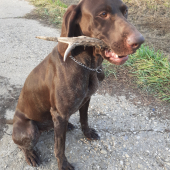Ambra od hradu Buchlova