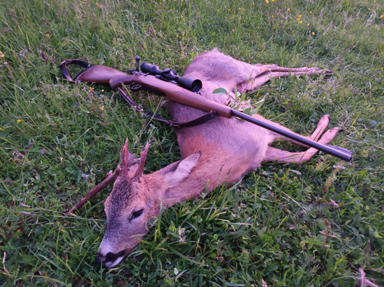 Konecne po dlhej dobe srnec l. VT.