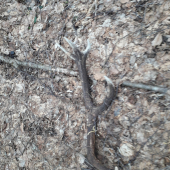 Minulorocny 10 torak