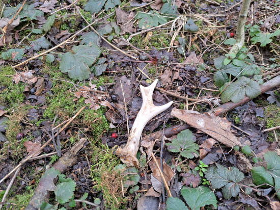 Čerstvý bělásek.