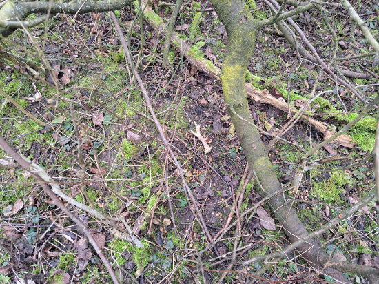 Ukrytý pod vývratem.