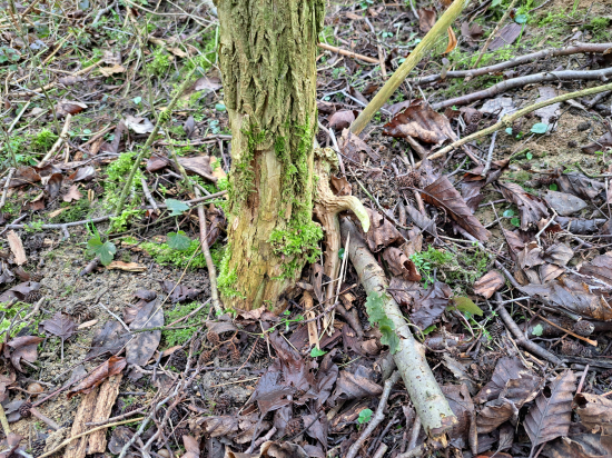 Asi metr od předešlého.