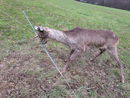 Nebezpečný ohradník.