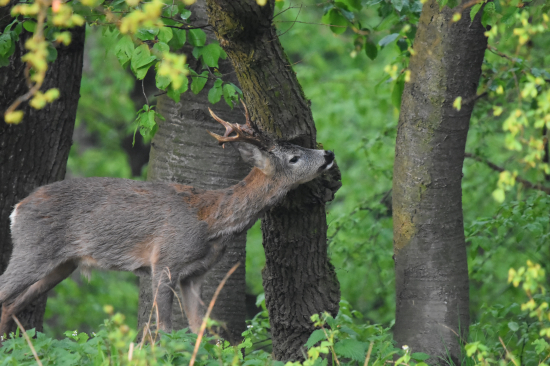 Na hranici teritoria.
