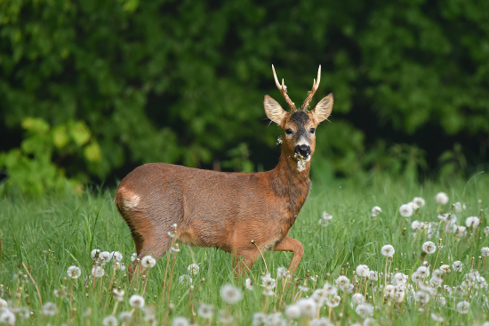 První z dnešního rána.