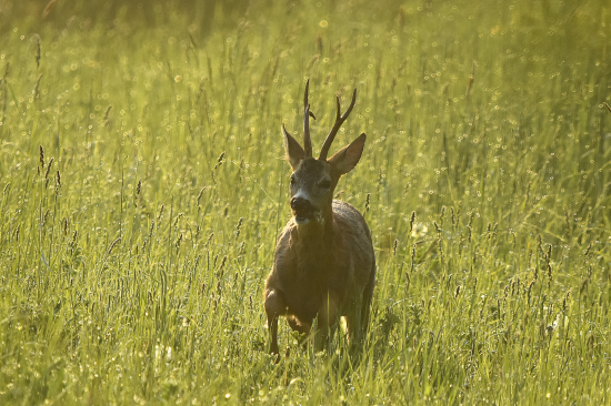 Včera druhý v protisvětle.
