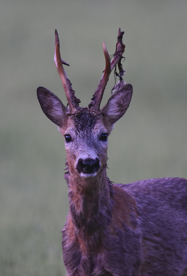 Rychlovka z dnešního rána.