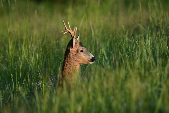 Milost pán se probudil ;-)))