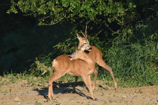 Trochu tepla do kožichu.