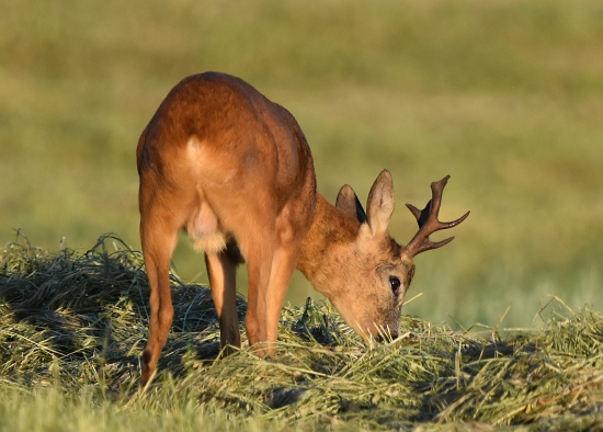 Nechtěl se ohlédnout.