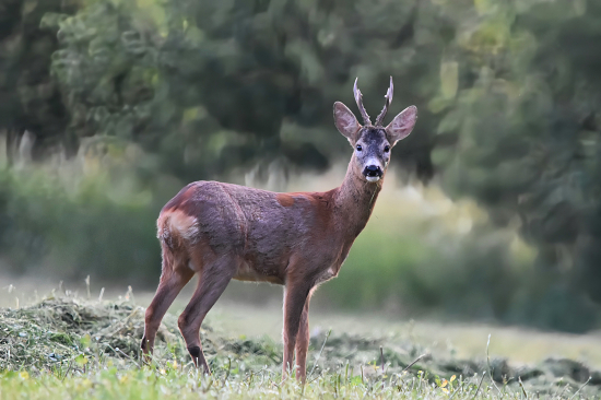 To ráno čtvrtý srnec.