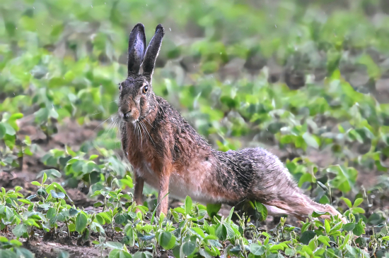 Kdo dá víc kliků frajere.